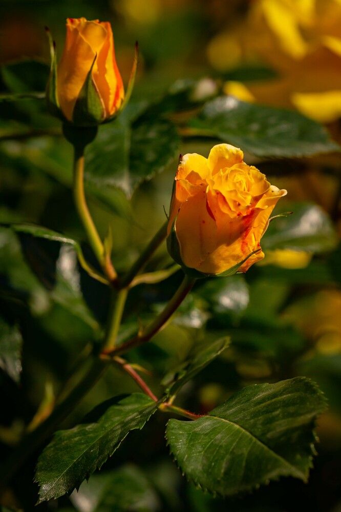 Photograph by Владислав Лопатов