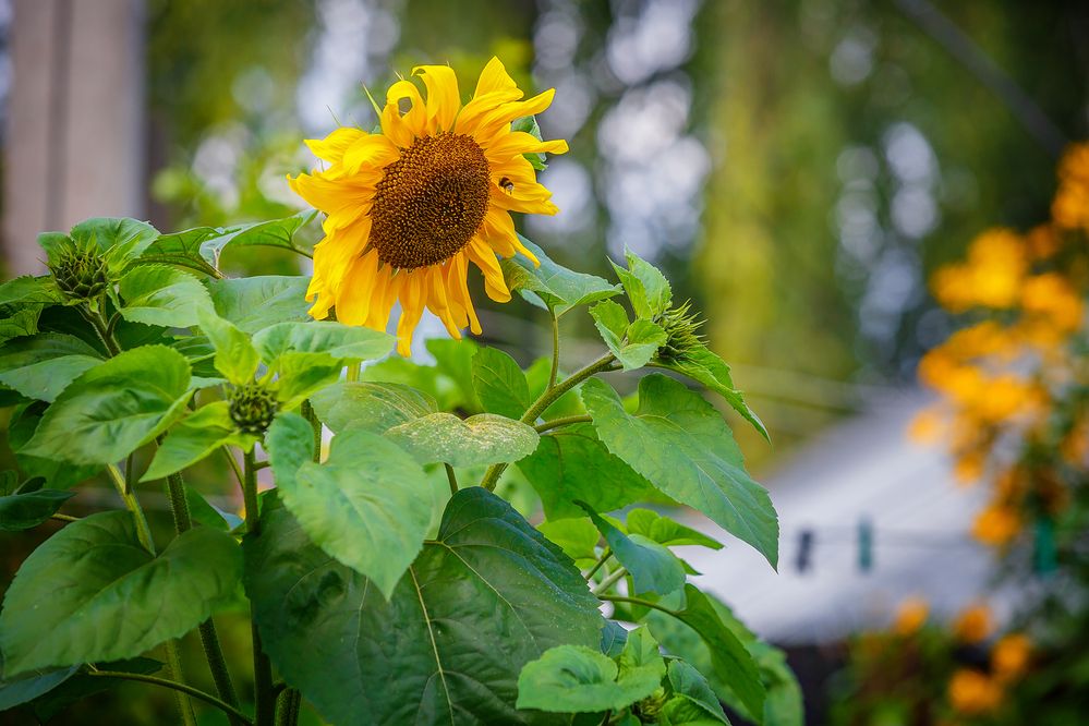 Photograph by Алексей Трифонов