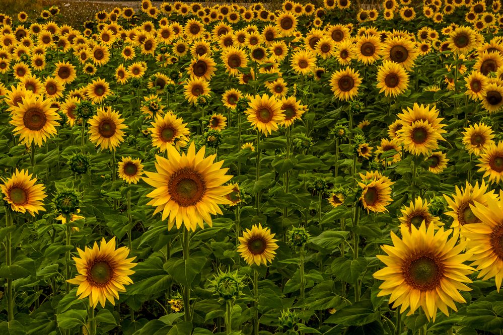 Photograph by Nikolai Barchan