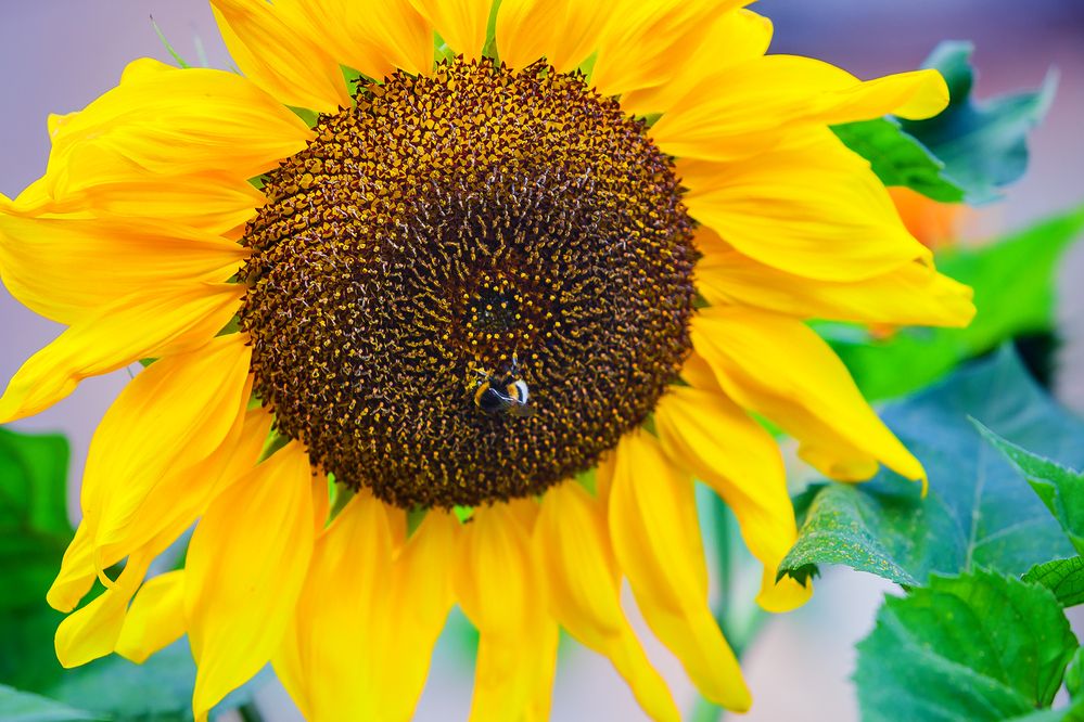 Photograph by Алексей Трифонов