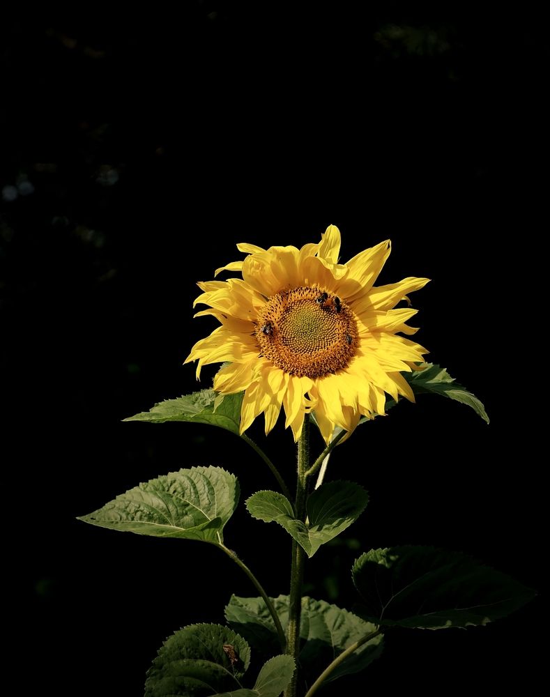 Photograph by Надежда Кангина