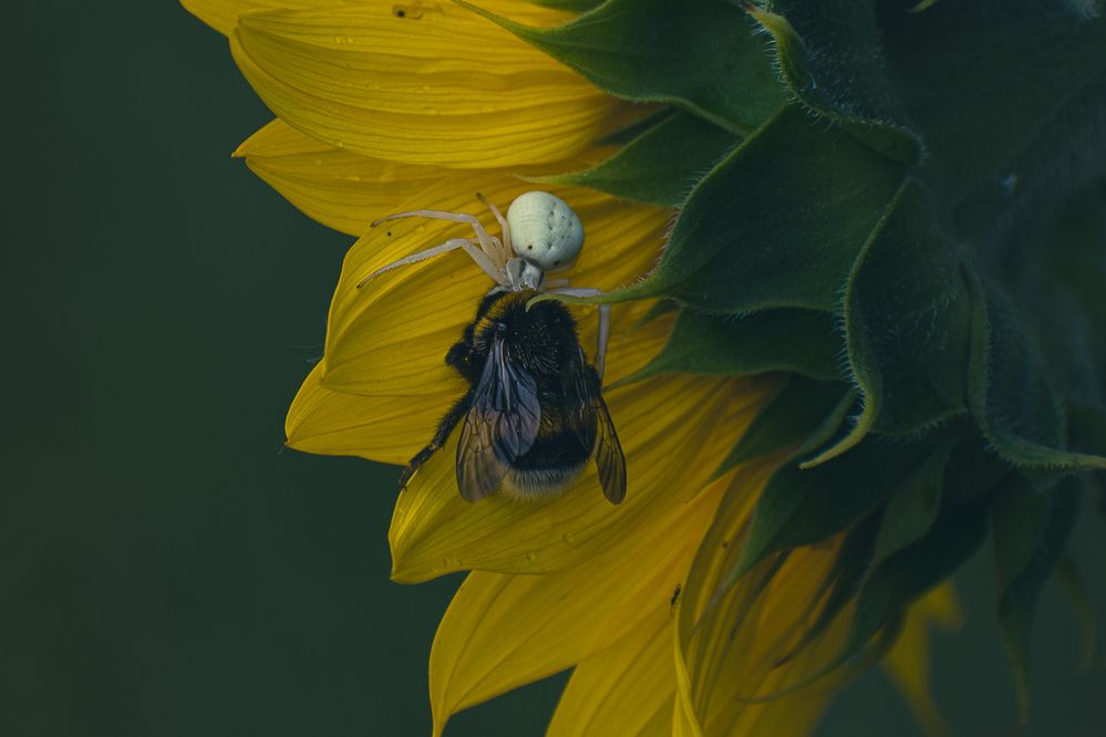 Photograph by Kovácsné Farkas Szilvia