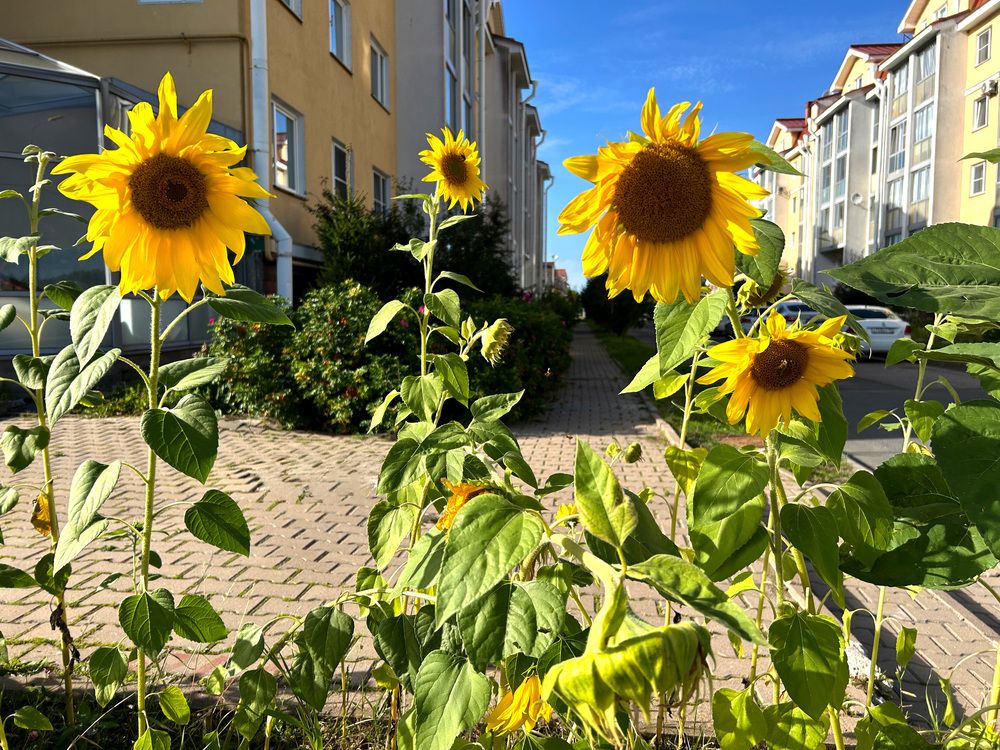 Photograph by Olga Smirnova