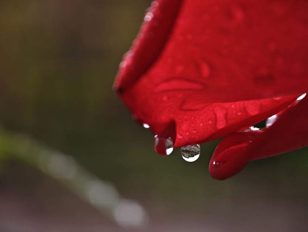 Photograph by Сергей Горбунов