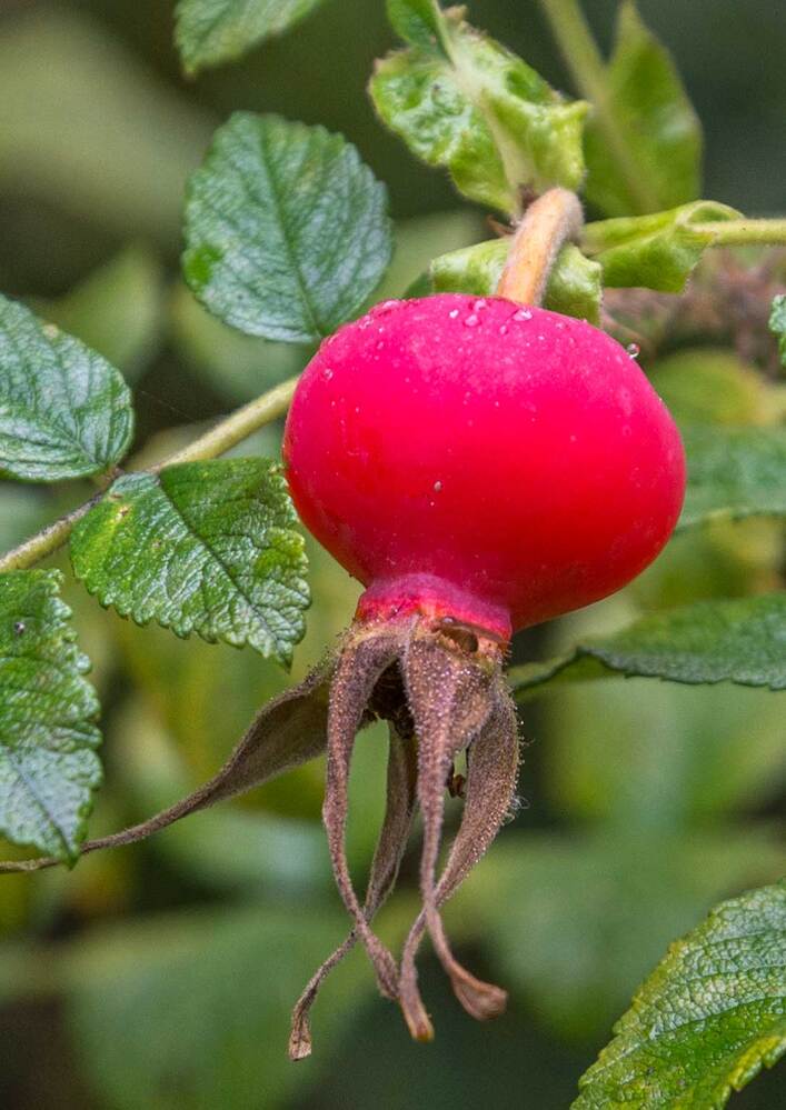 Photograph by Владимир Зубов