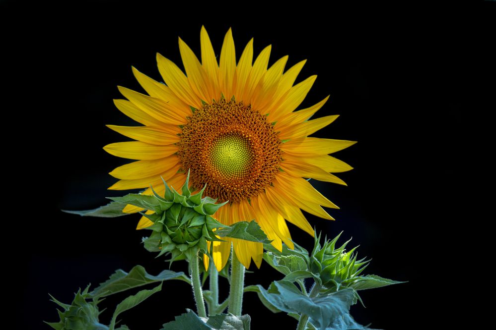 Фотография автора NeCoTi ChonTin