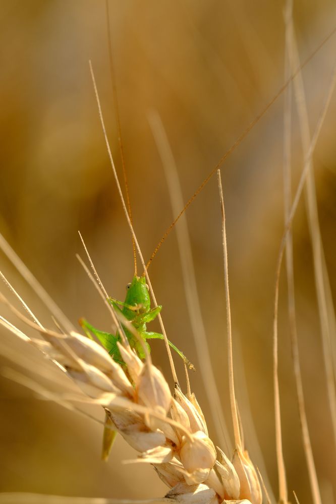 Фотография автора Александр Высоцкий