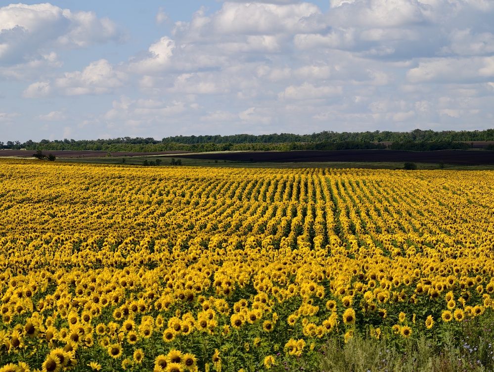 Photograph by Сергей Горбунов
