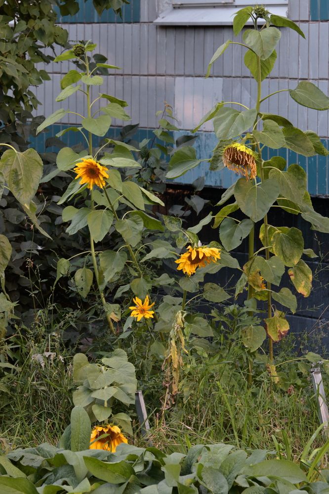 Городские подсолнухи