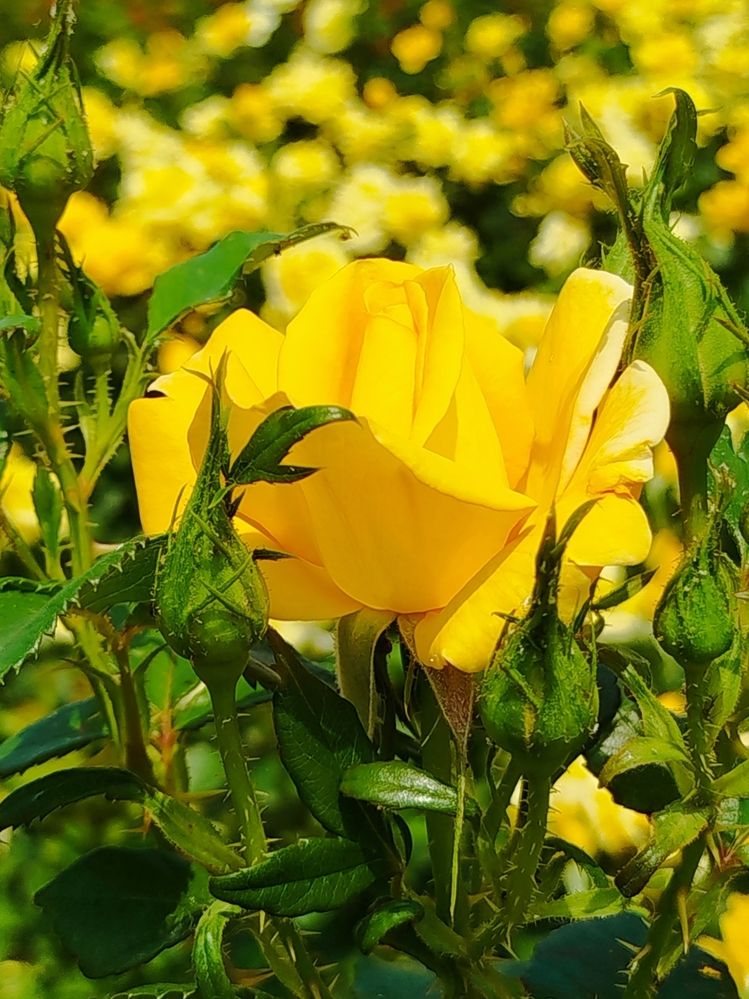 Photograph by Наталья Назаренко