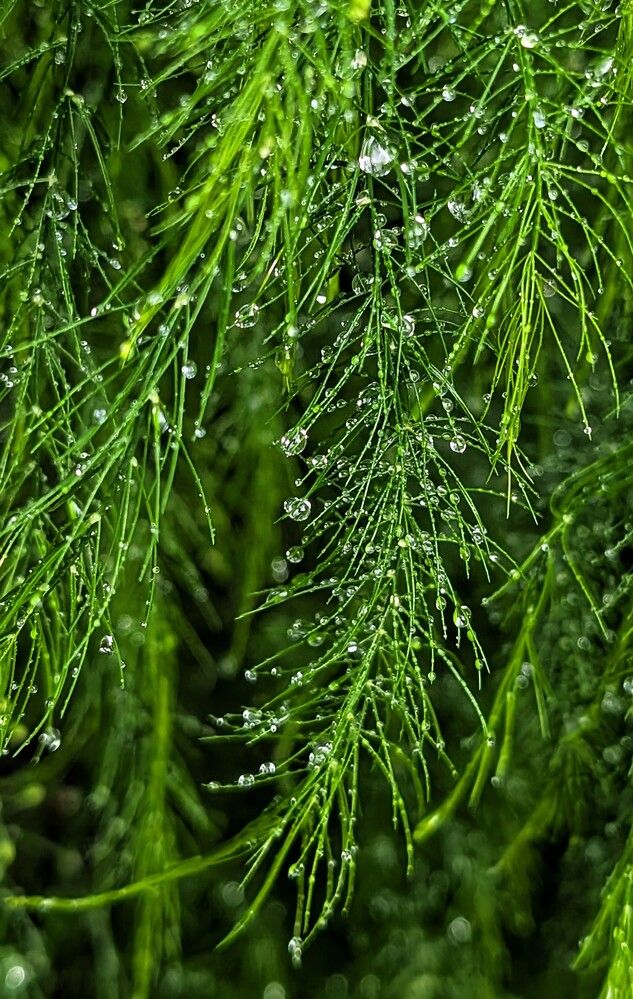 Photograph by Любовь Колмакова