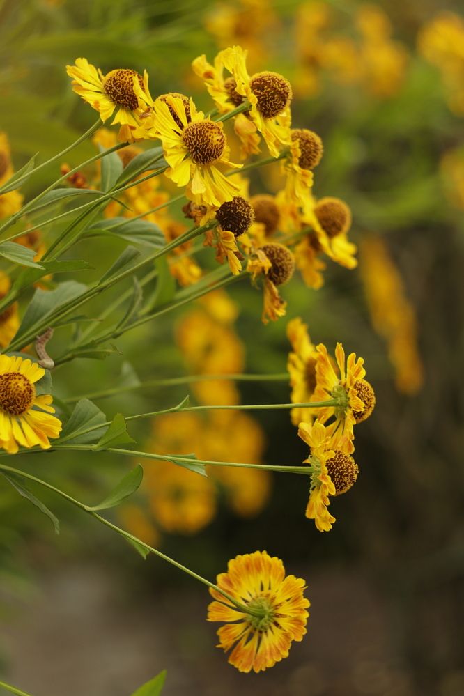 Photograph by Елена Квасова