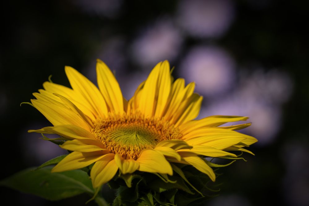 Photograph by Jiří Hakauf