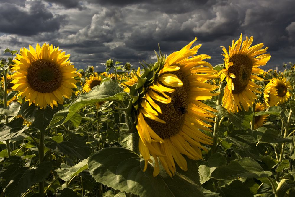 Photograph by Jiří Hakauf