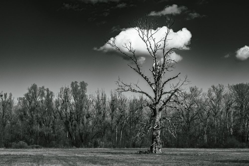 Old tree