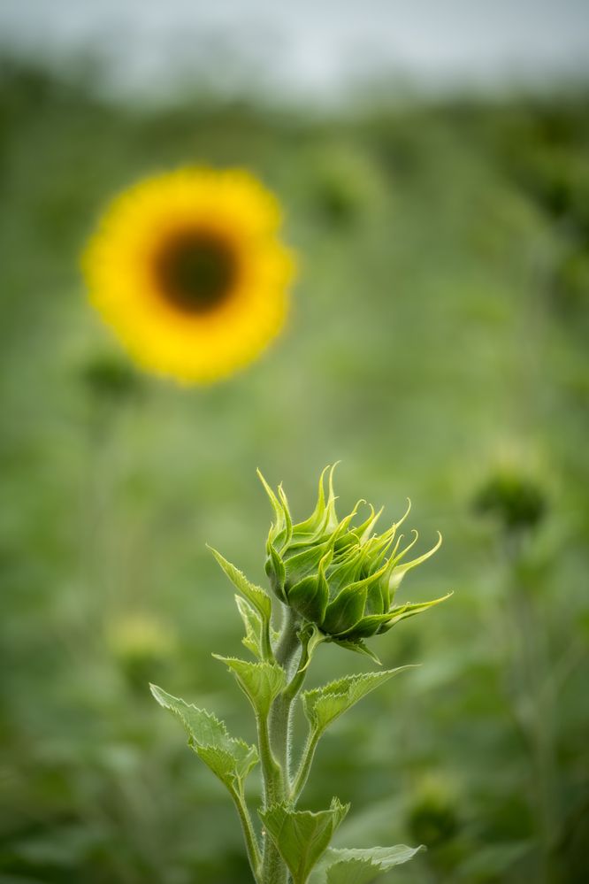 Photograph by Иван Ок