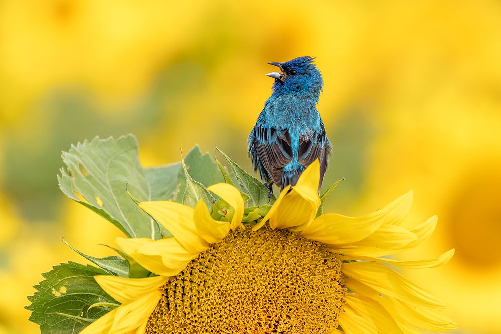 Photograph by Zhenhuan Zhou