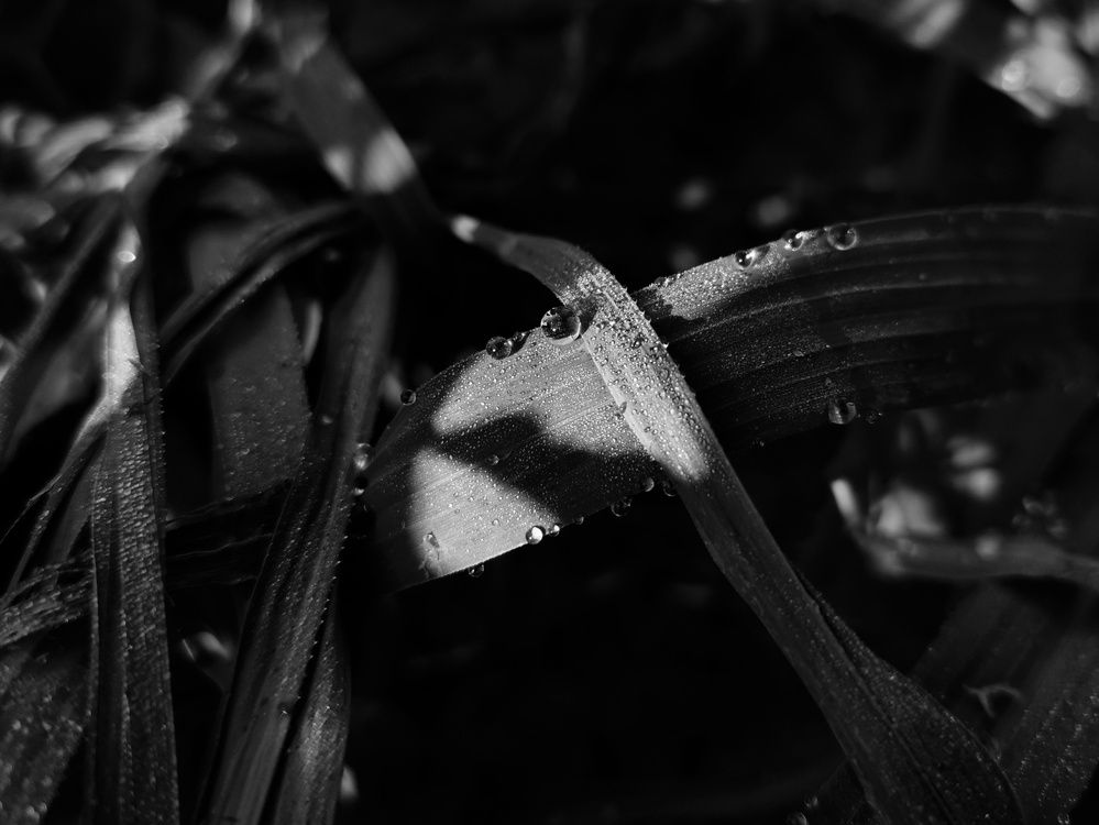 Photograph by Алия Латыйпова