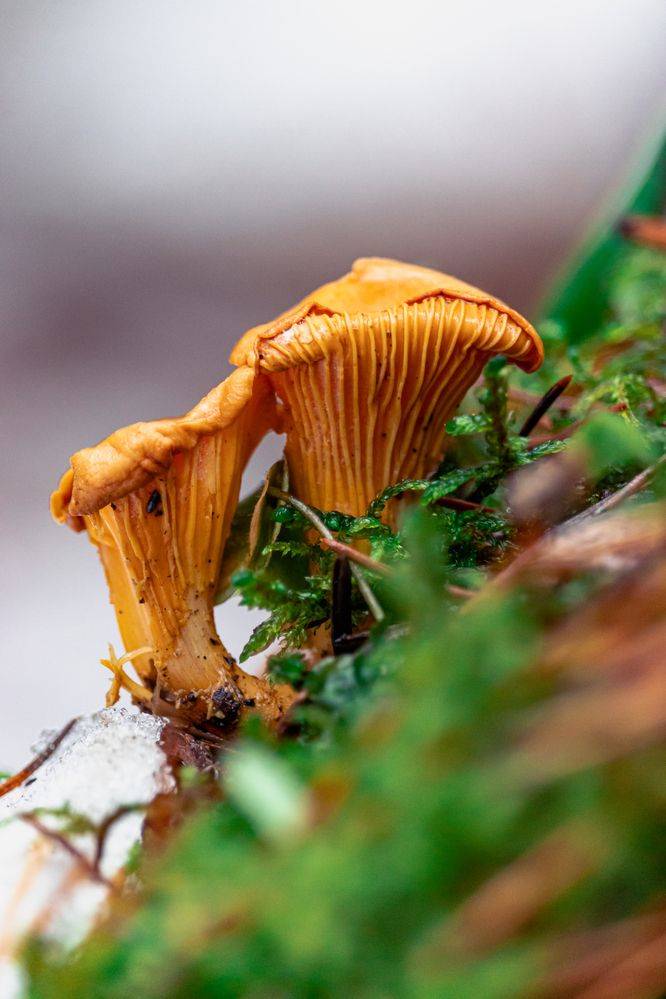 Photograph by Сергей Зайцев