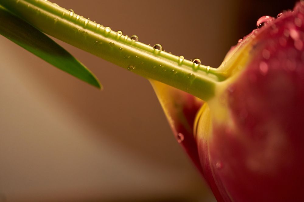 Photograph by Елена Гоосен