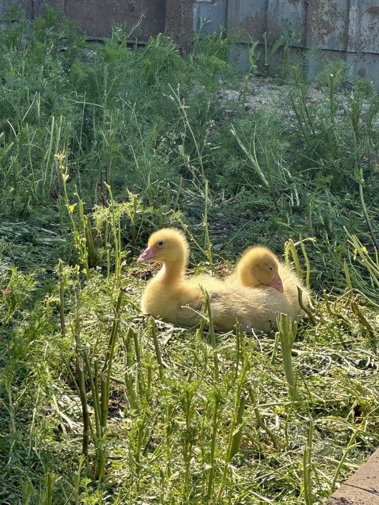 Фотография автора Диана Новицкая