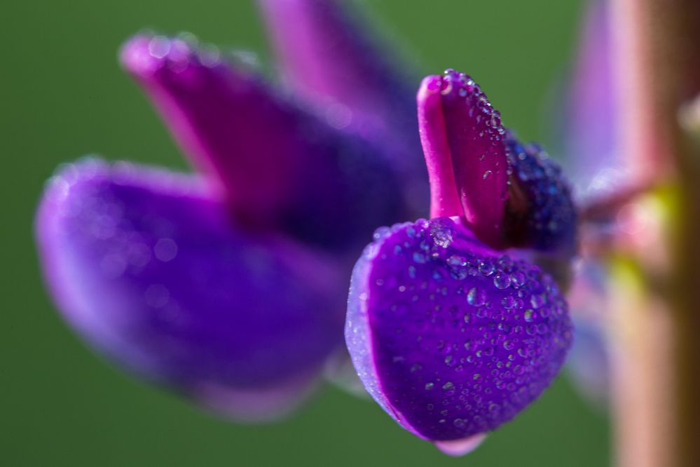 Photograph by Алексеев Сергей