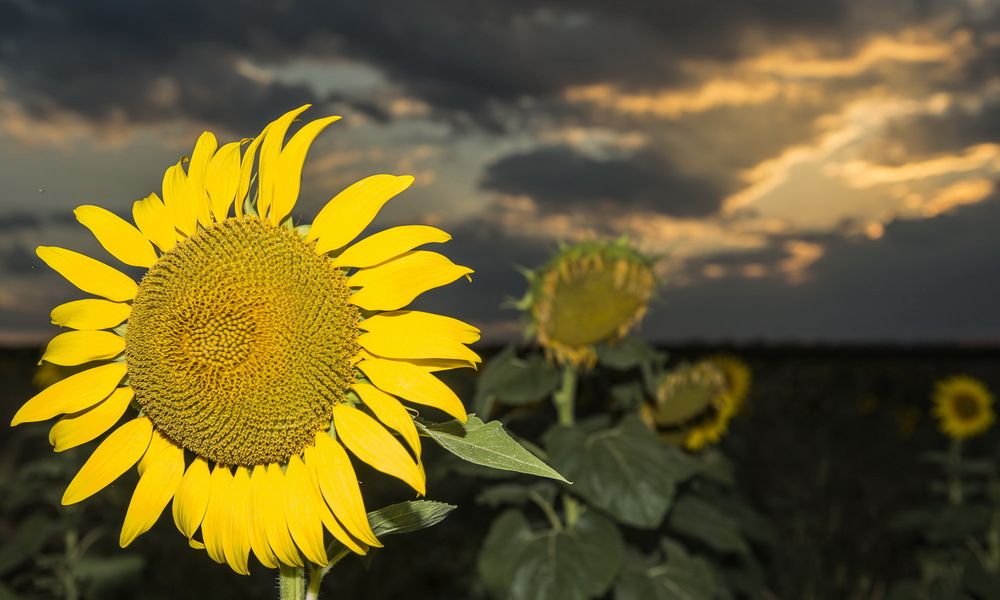 Photograph by Валерий Смирнов