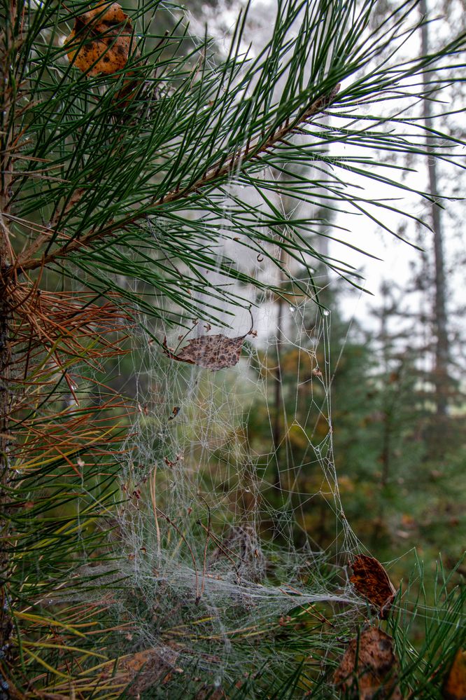 Photograph by Ирина Рыжова