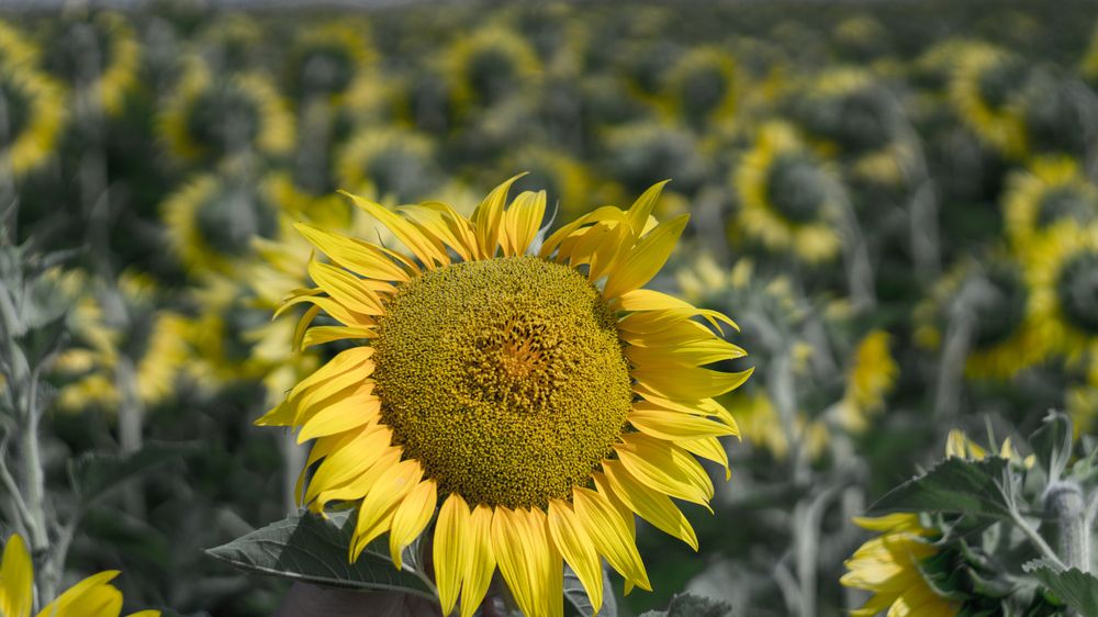 Фотография автора Роман Чернышов