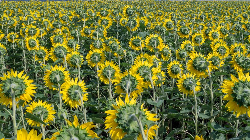 Фотография автора Роман Чернышов