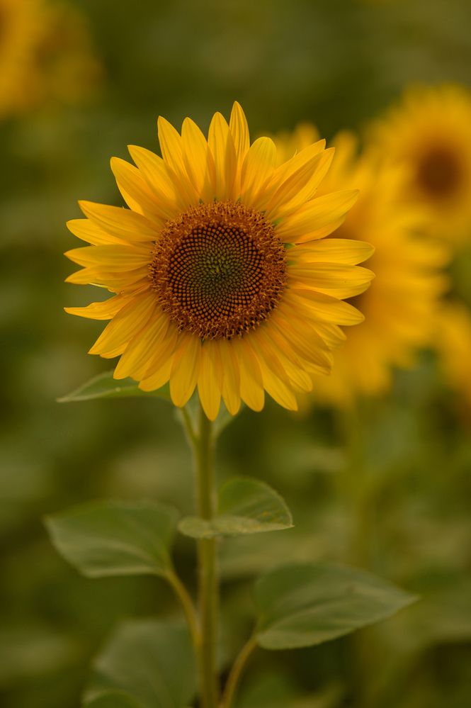 Фотография автора Ольга Степанова