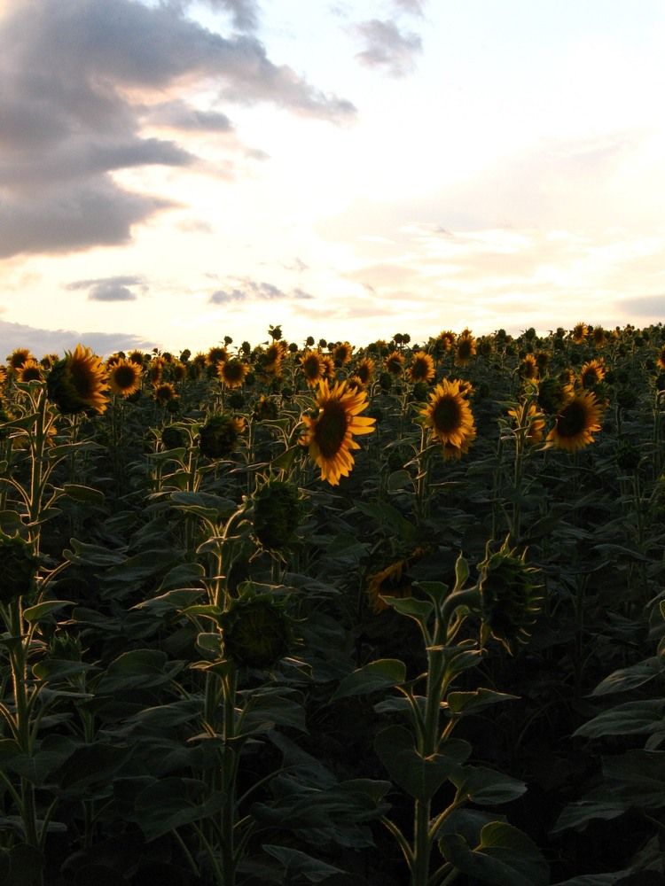 Фотография автора Евгений