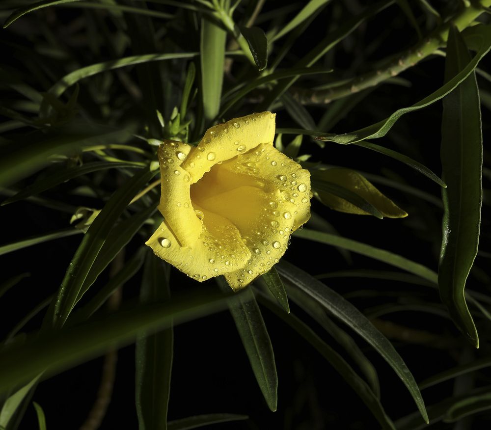 Photograph by Hamidreza zakeri