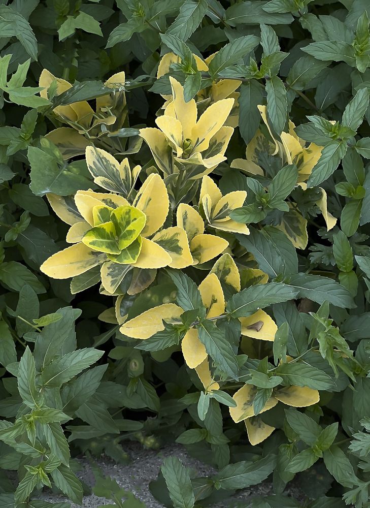 Photograph by Hamidreza zakeri