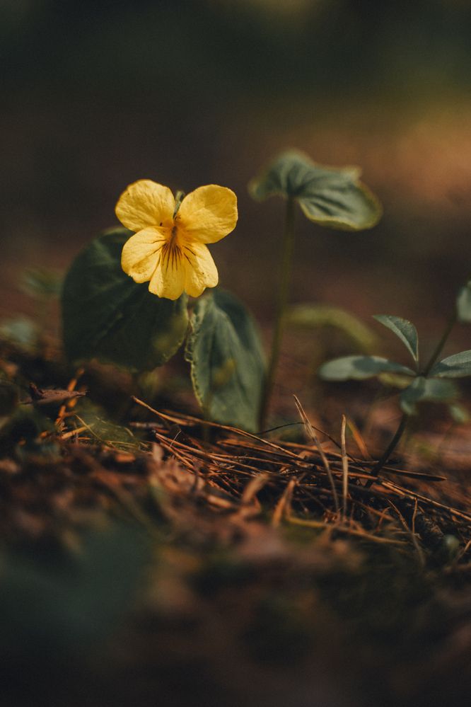 Photograph by Ирина Рыжова