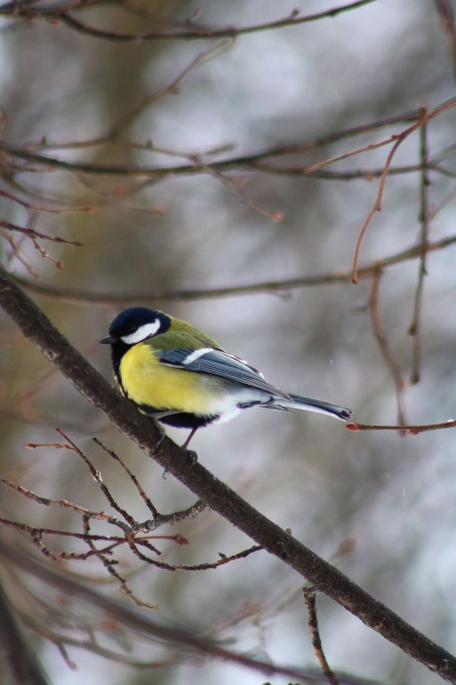 Photograph by Светлана Шуткова