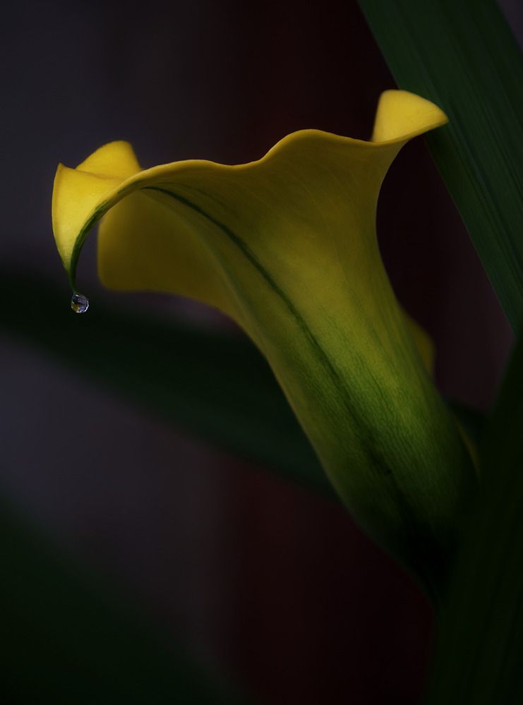 Photograph by Marina Krivitskaya