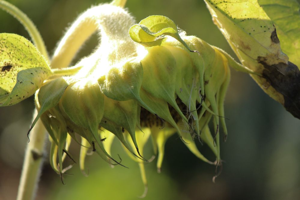 Photograph by Ирина Дмитриенко