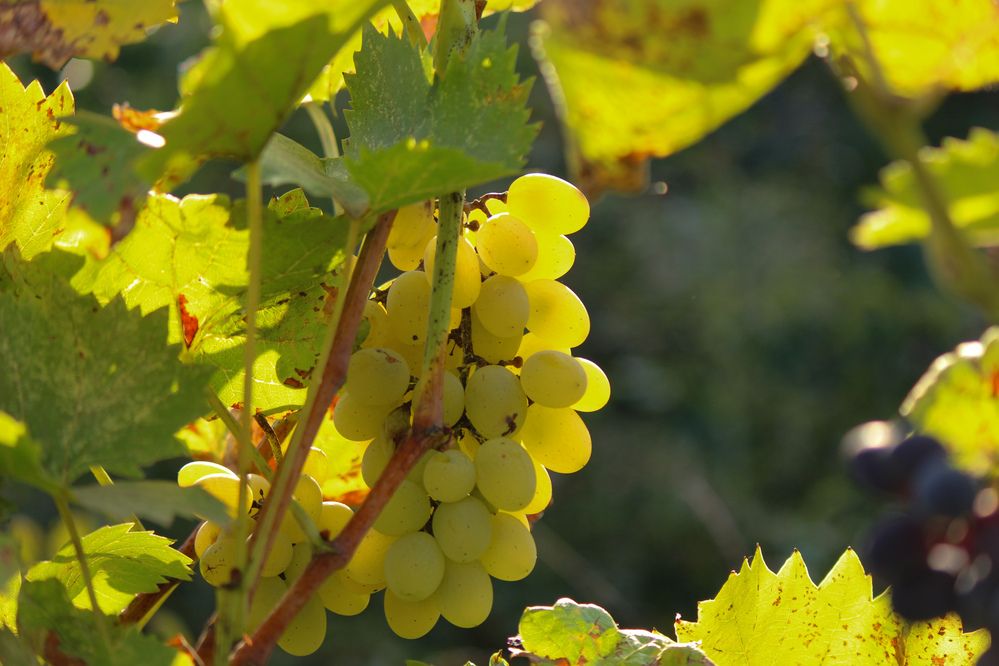 Photograph by Ирина Дмитриенко