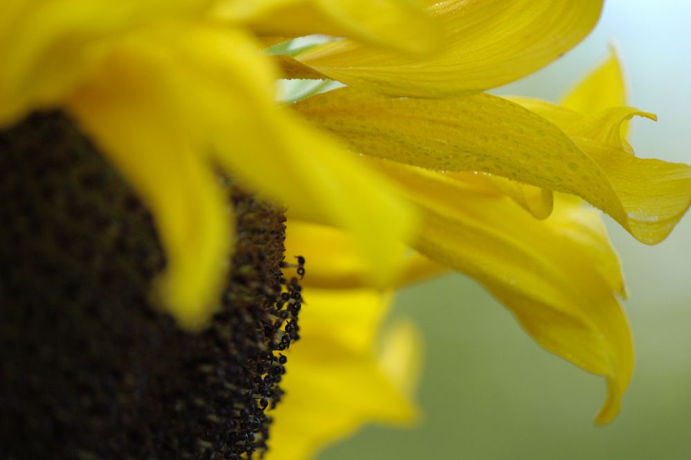 Photograph by Ирина Дмитриенко