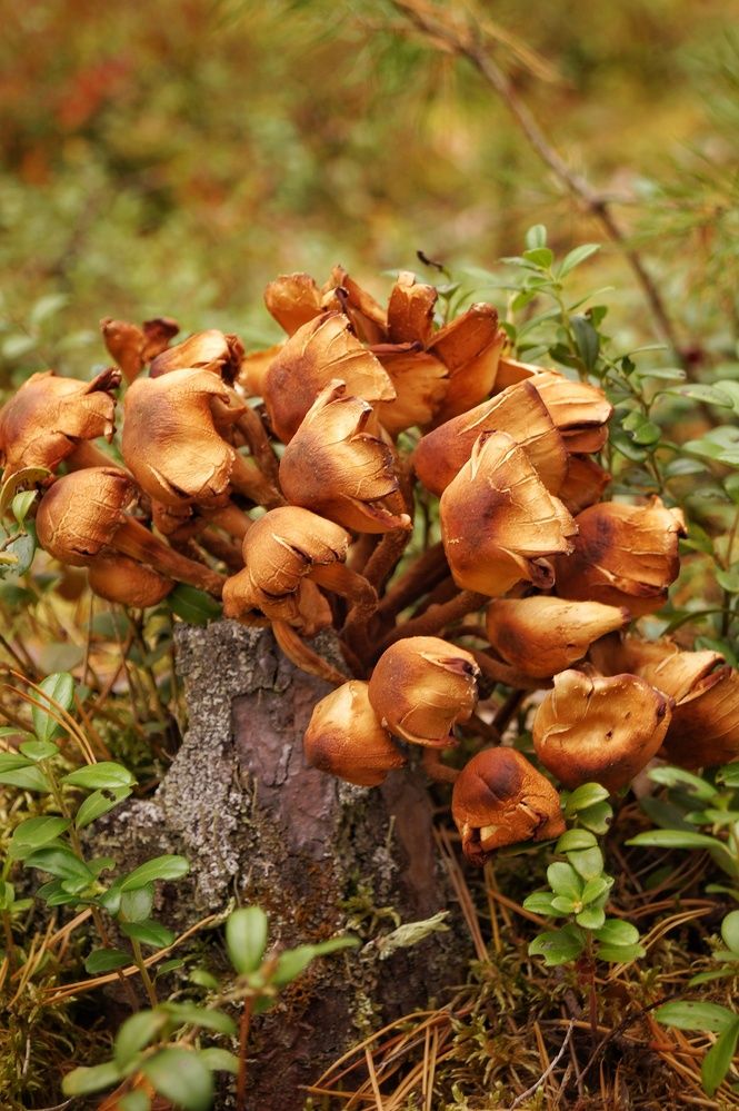 Photograph by Светлана Филина