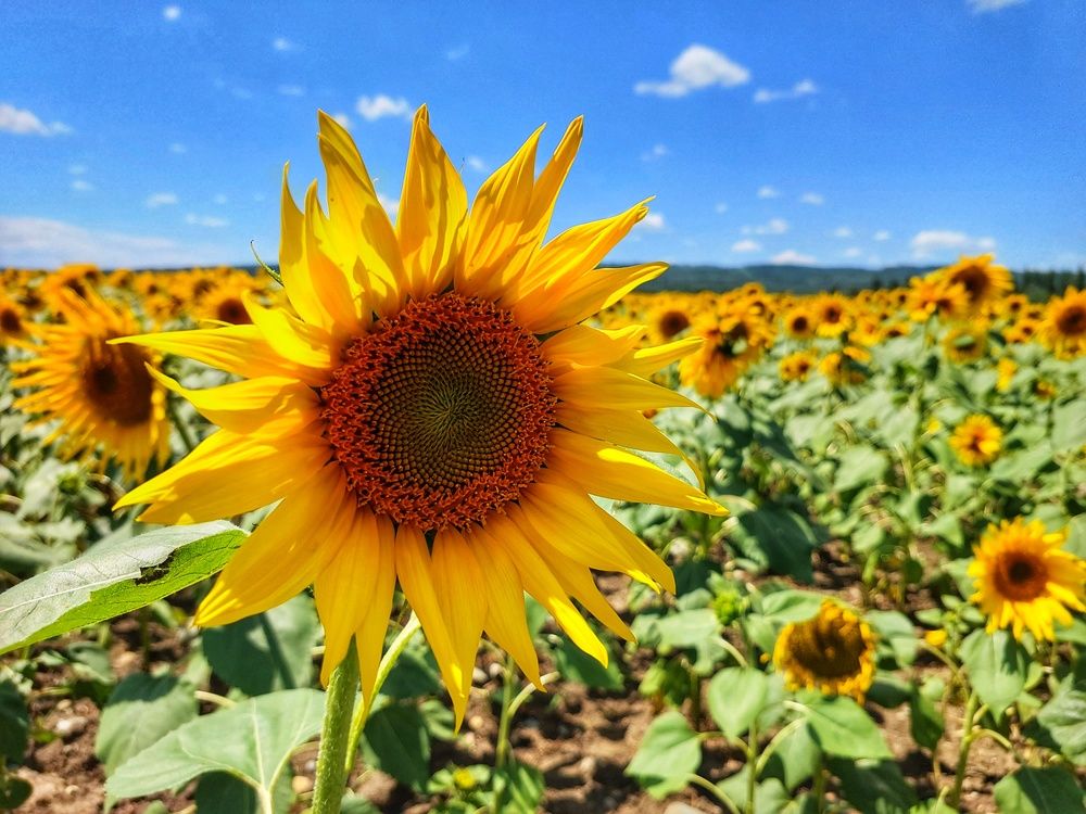 Photograph by Юлия Коробкова