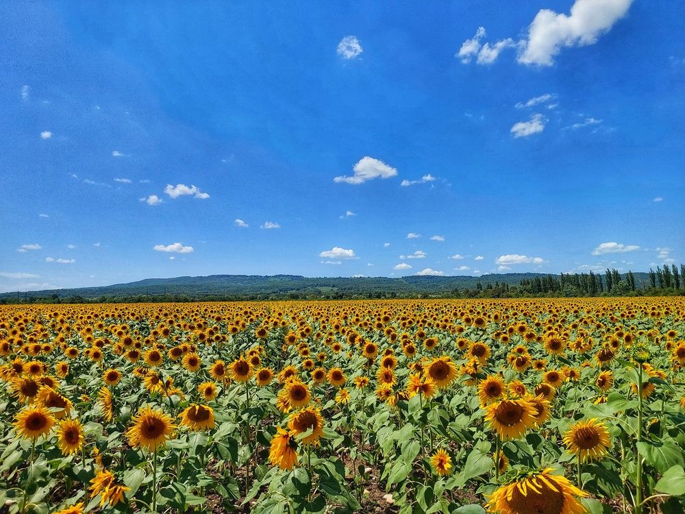 Photograph by Юлия Коробкова