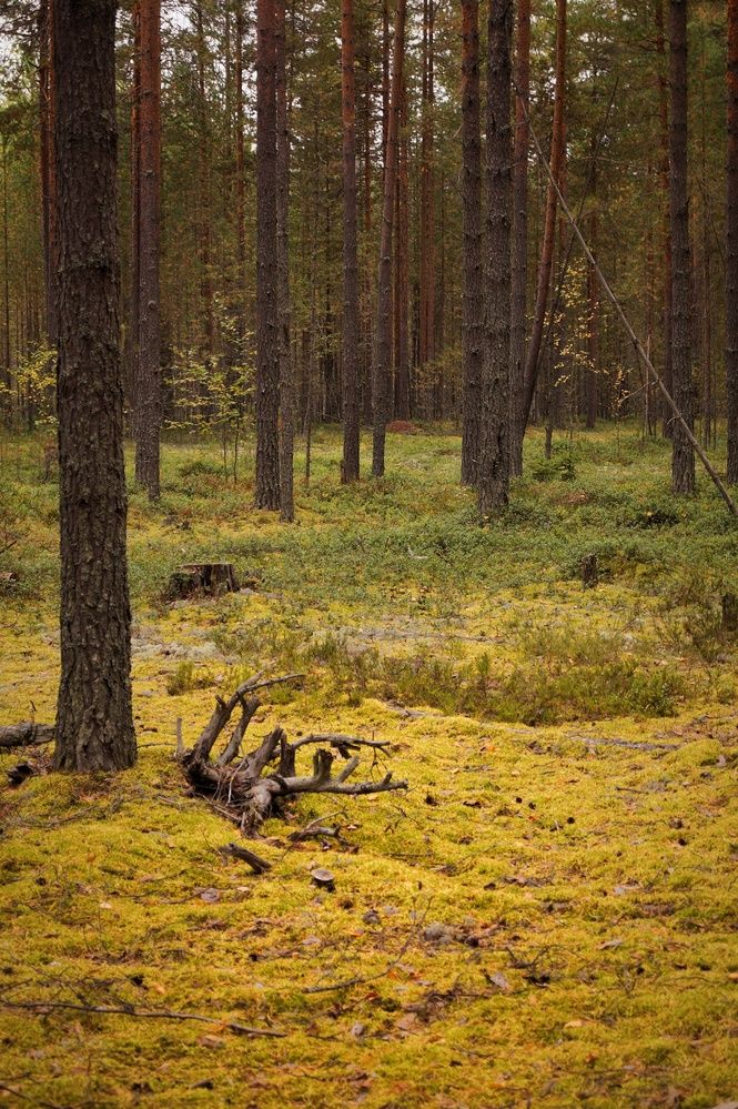 Photograph by Светлана Филина