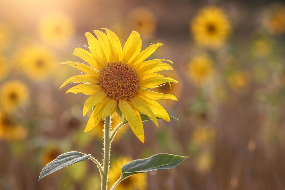Фотография автора Юрий Кульмяков