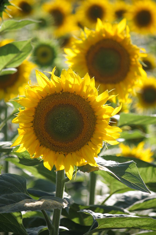 Photograph by Титова Наталья