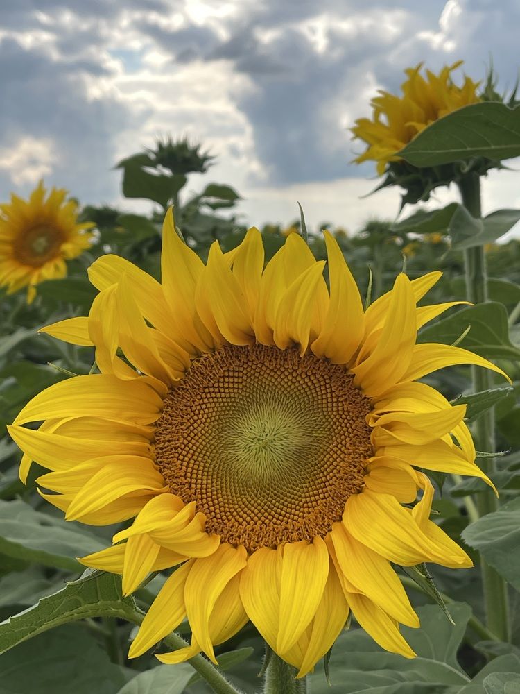 Photograph by Светлана Смук