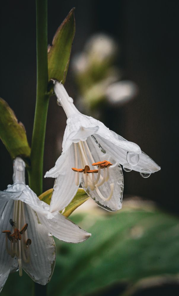 Photograph by Евгения Борзова