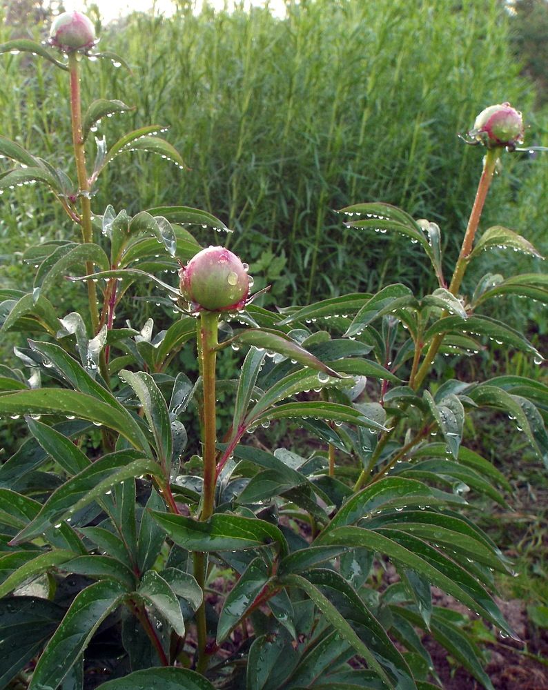 Photograph by Александр Бастраков