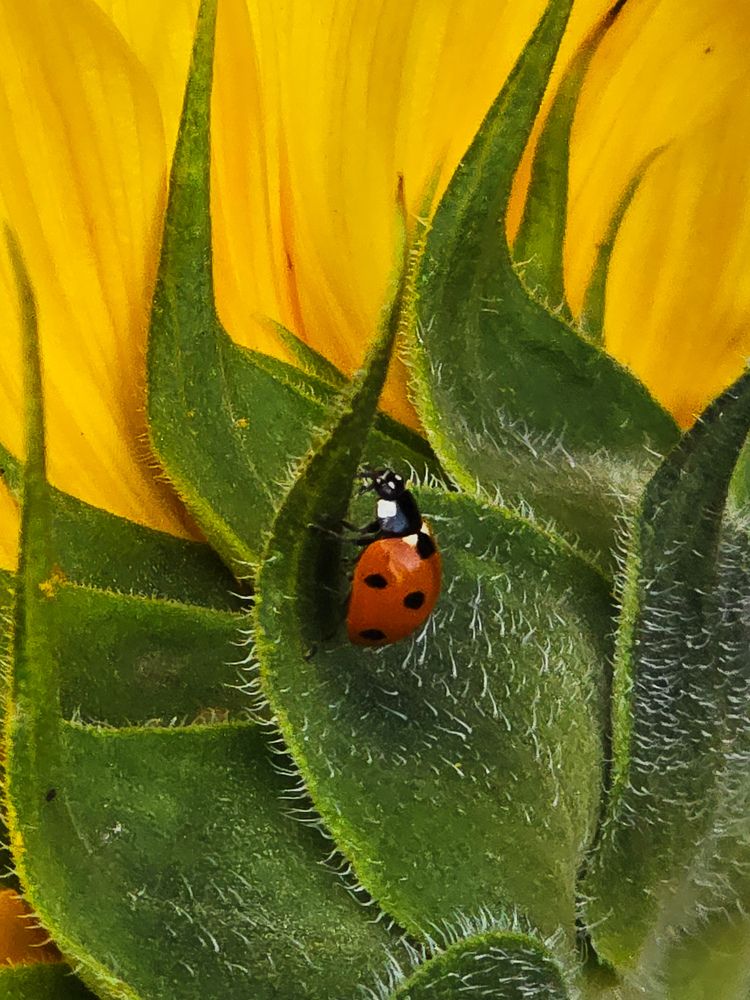 Photograph by Ирина Хлебникова